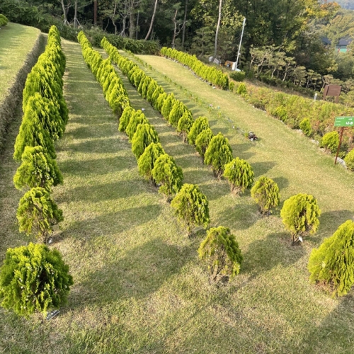 수목장
