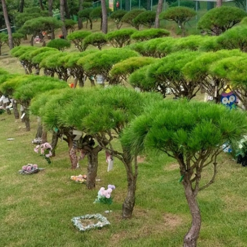 수목장