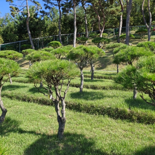 수목장