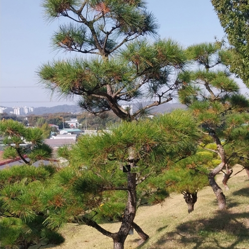 수목장