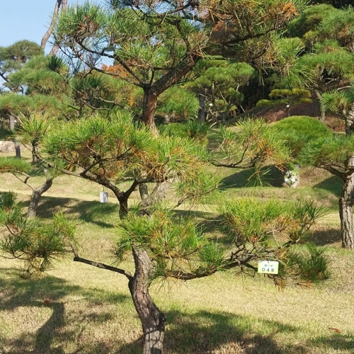 수목장