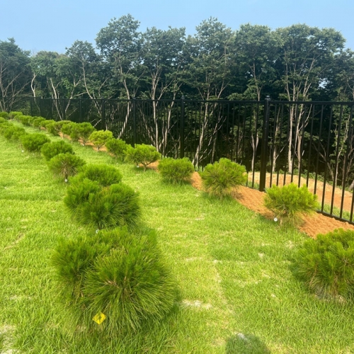 수목장