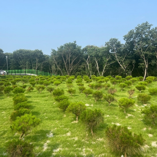 수목장