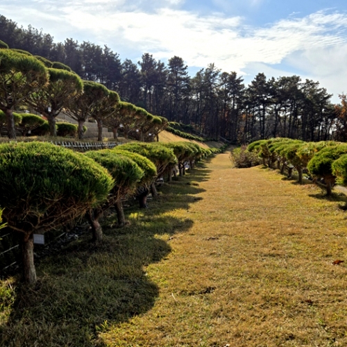 수목장
